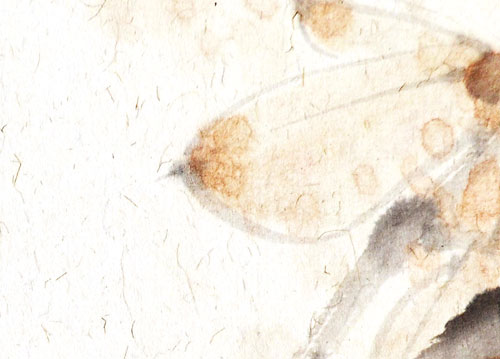 Spatz sparrow Vogel bird 鸟 Kunstdrucke Reproduktion Tuschmalerei Sumi-e Tuschzeichnung Tuschgemälde Tuschemalerei